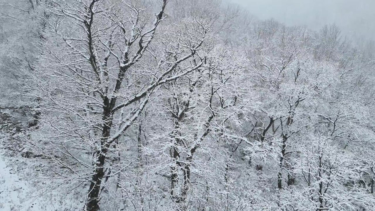 입하 앞둔 4월 끝자락...다시 눈 속에 파묻힌 강원 산간 / YTN