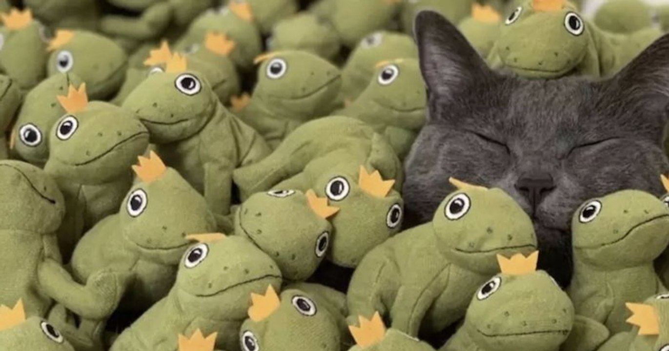 Ce chat a développé une obsession pour sa... grenouille en peluche !