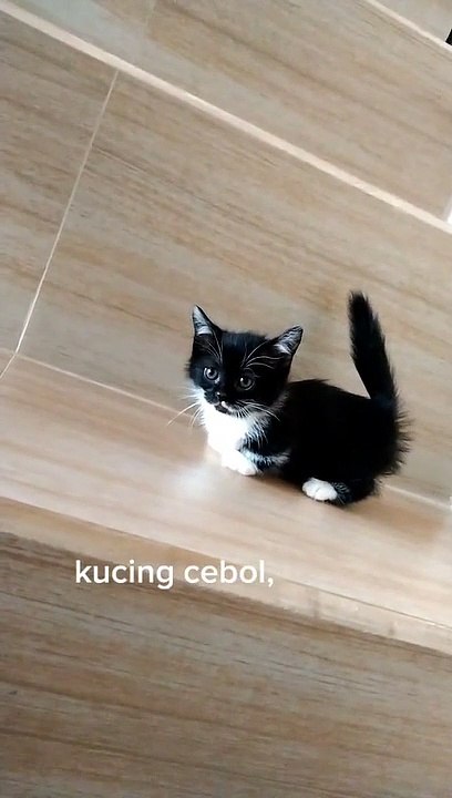 Kucing kaki pendek