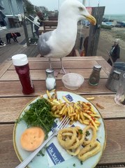 Seagull Snags Fries For Snack