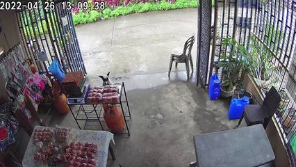 Sneaky Dog Steals Food
