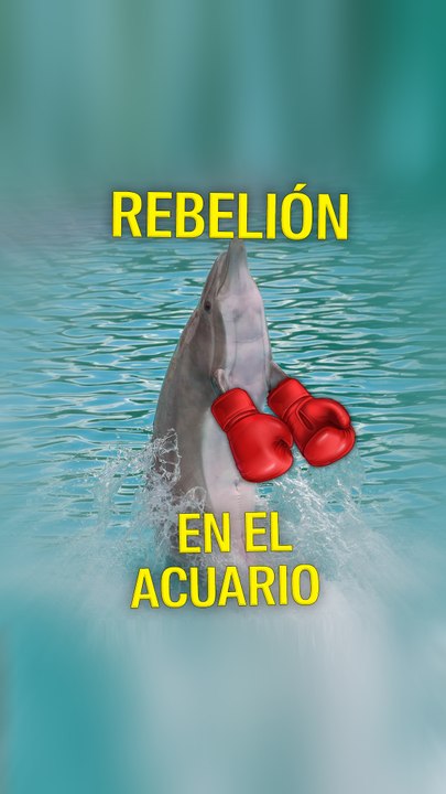 Delfín pelea