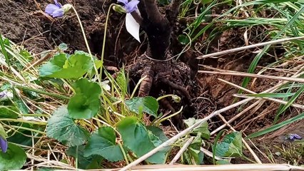 Planting a Romeo Dwarf Cherry Hedge