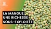 Burkina Faso : La mangue, une richesse sous-exploitée
