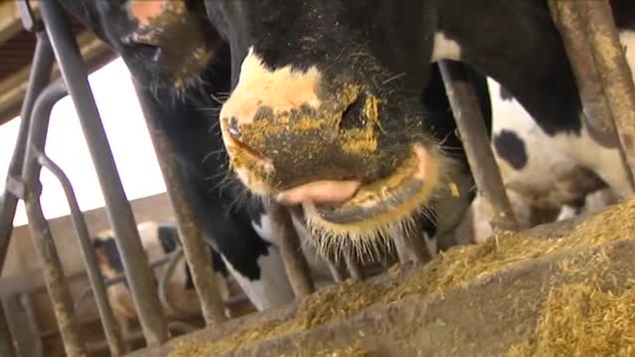 Vacas con mascarillas para combatir el cambio climático
