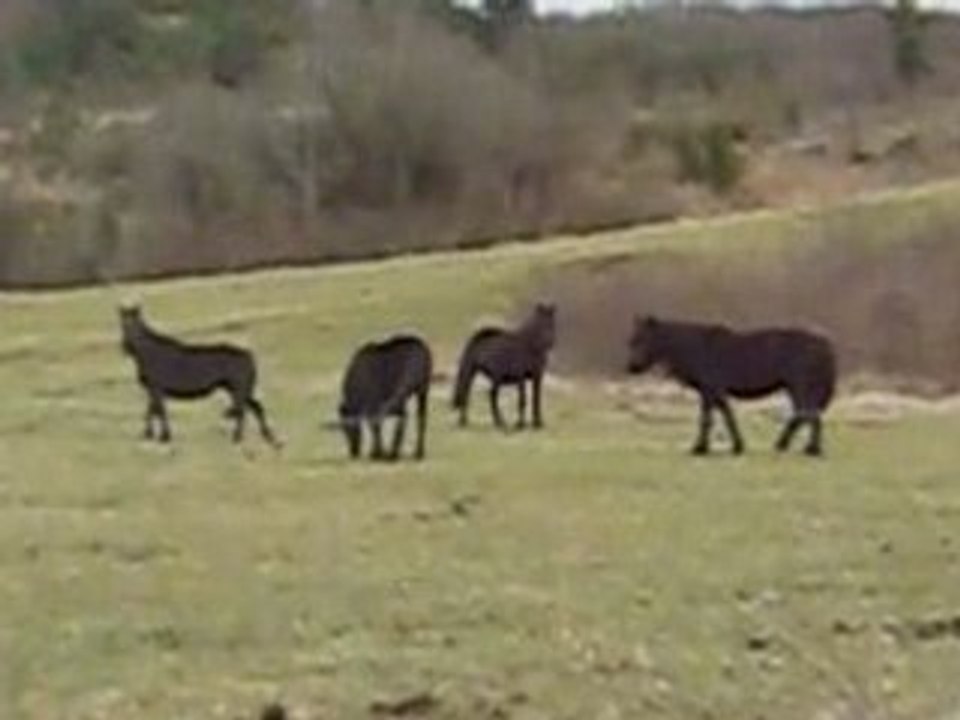Néro et ses clones