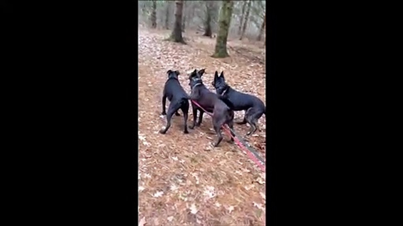 Quand un de tes chiens est vraiment un gros faineant