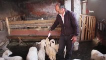 İnternetten satmak istediği koyunlarını dolandırıcılara kaptırdı
