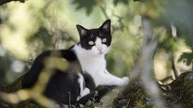 Caen : Enquête après la découverte de cadavres de chats dans un bassin de rétention d’eau