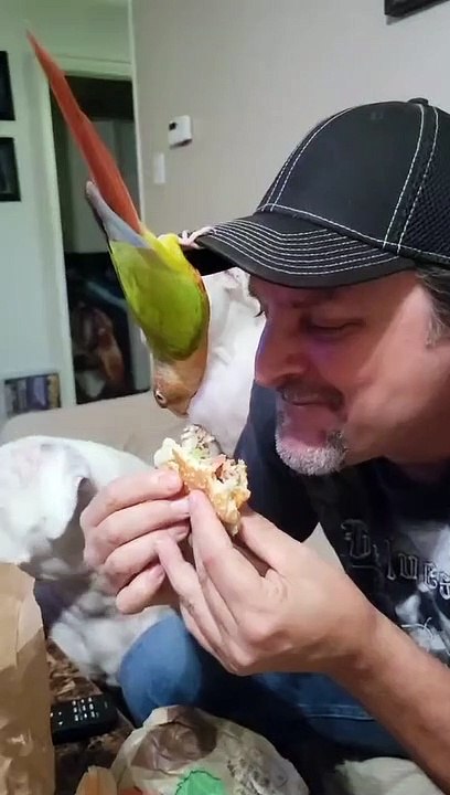 Conure Steals Cheese and Makes Dogs Jealous