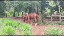 Patrulha Ambiental resgata cavalos em situação de maus tratos em Cascavel