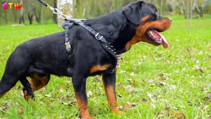 5 Different Kinds of Rottweilers