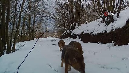 Ziyaretçi rekoru kıran Ormanya'nın yaban hayatı foto kapanlara yansıdı