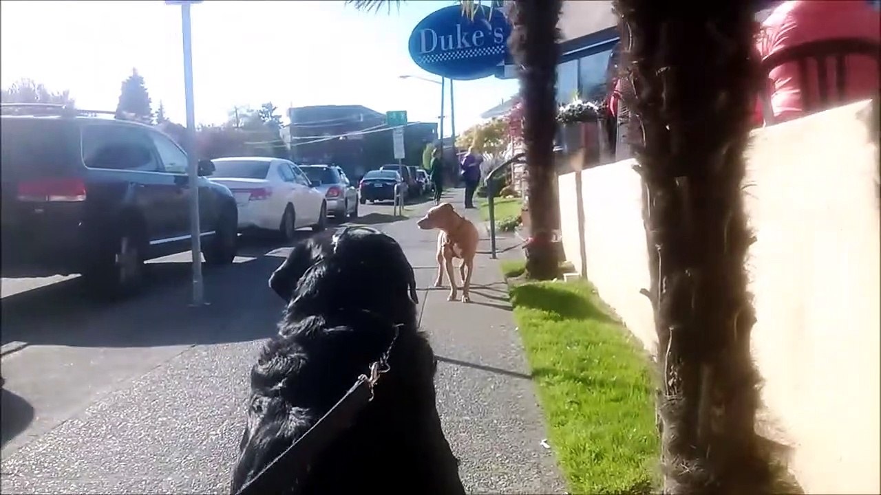MUZZLED ROTTWEILER FREAKS OUT WHEN HE SEES PITBULL