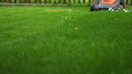 Green Lawns Aren’t Helping the Water Crisis in the Western United States