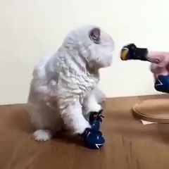 Chat chat funny boxers