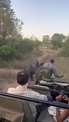 Rhino Keeps Tourists on Their Toes