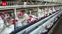 Reportan primer caso humano de gripe aviar en EU; paciente presentó síntoma de fatiga