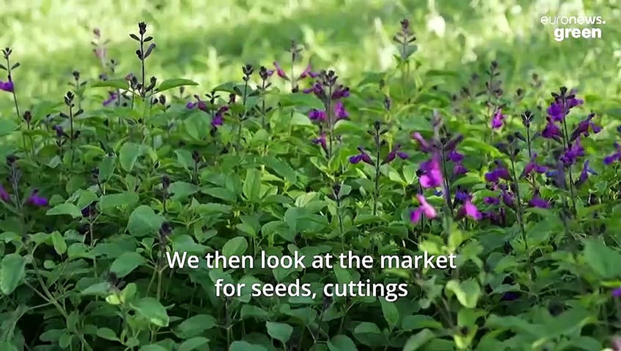 Hidden in central London is a high tech greenhouse growing thousands of plants for the city’s parks