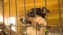 Arizona dog rescue shelter in need of rescuing itself