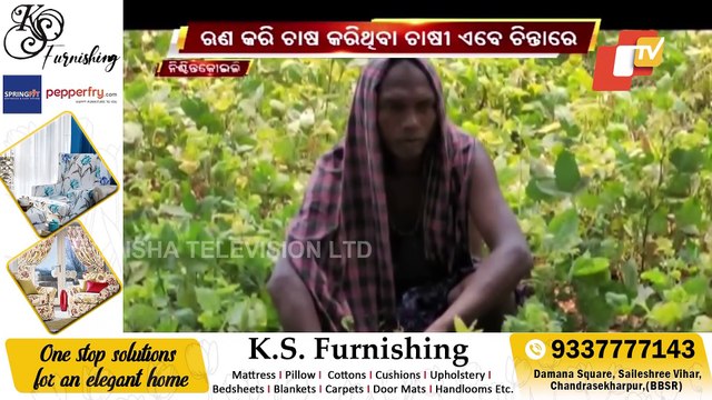 Cuttack Farmers In Distress After Standing Crop In Over Hectares Of Land Damaged By Pests