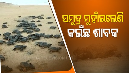 Olive Ridley Hatchlings Make Their Way To Sea in Konark