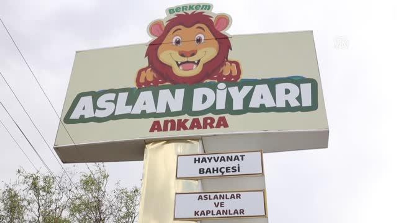 Yırtıcı hayvan parkında 3 aslan yavrusu dünyaya geldi