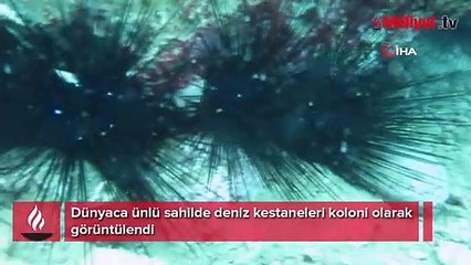 Dünyaca ünlü sahilde deniz kestaneleri koloni olarak görüntülendi