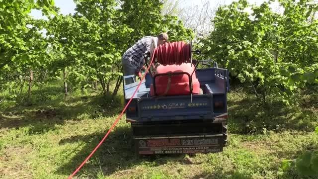 Fındık üreticileri külleme hastalığı ve kozalak akarına karşı bahçelerini ilaçlıyor