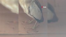 Silivri'de nesli tükenmek üzere olan 'balaban kuşu' bulundu