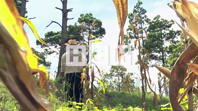 Productores piden la aprobación del bono tecnológico ante falta de agua para producción de granos básicos