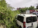 Diyarbakır'da seyir halindeki ticari aracın üstüne ağaç devrildi