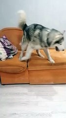 Husky Seems to Be Afraid of Heights