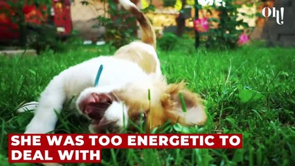 This bat-puppy needs a loving new home after being returned three times