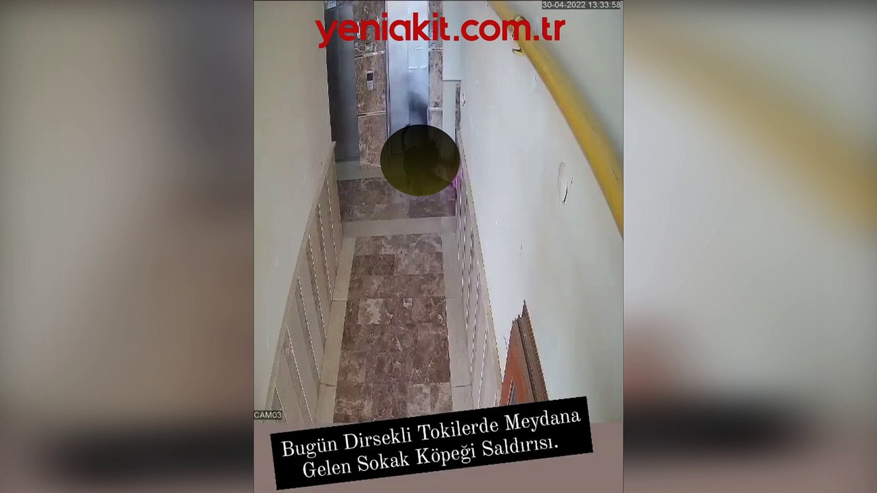 'Köpek terörü'nü durdurun! Küçük kız çocuğuna başıboş köpekten feci saldırı! Annesi gelmeseydi...