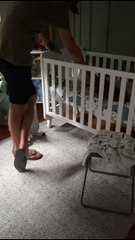 Boxer Puppy and His Baby Brother