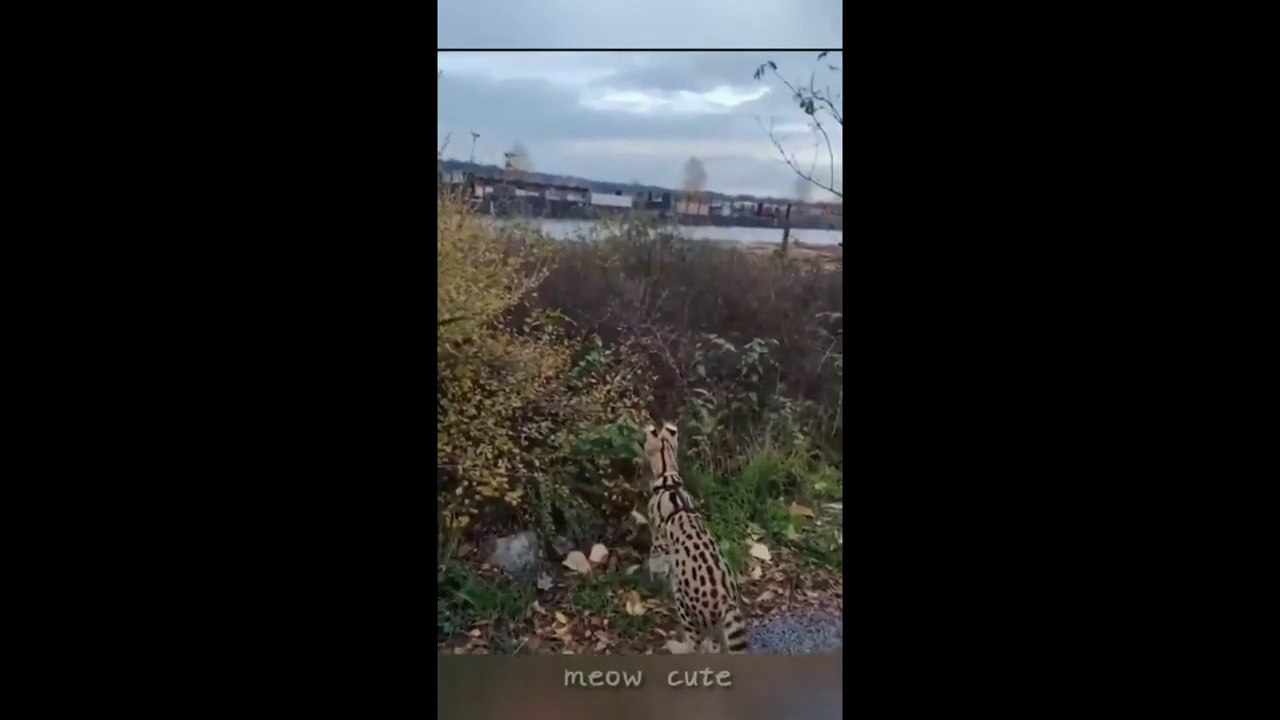 Hewan Lucu - Kucing dan Anjing lucu Bikin Ketawa 2022 #1