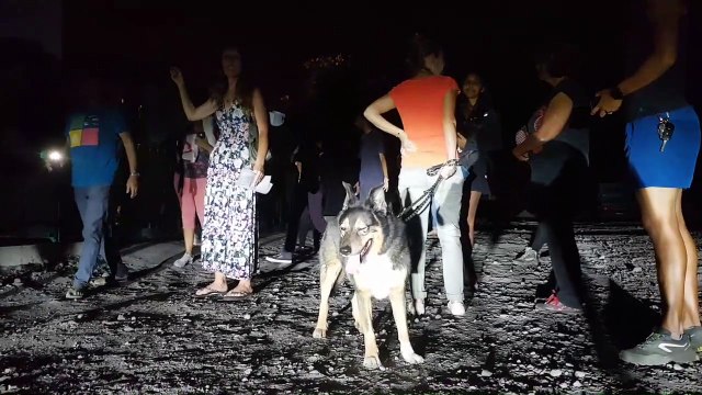 La politique de lutte conte l’errance animale à La Réunion est un fiasco