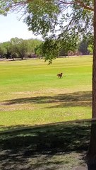 Golden Retriever Chases Bubbles