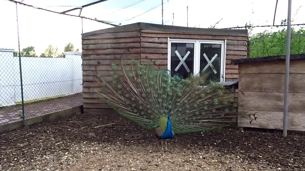 Hamm kamadchi #peacock#மயில்#shorts#filmby rajakarunaworldkovil