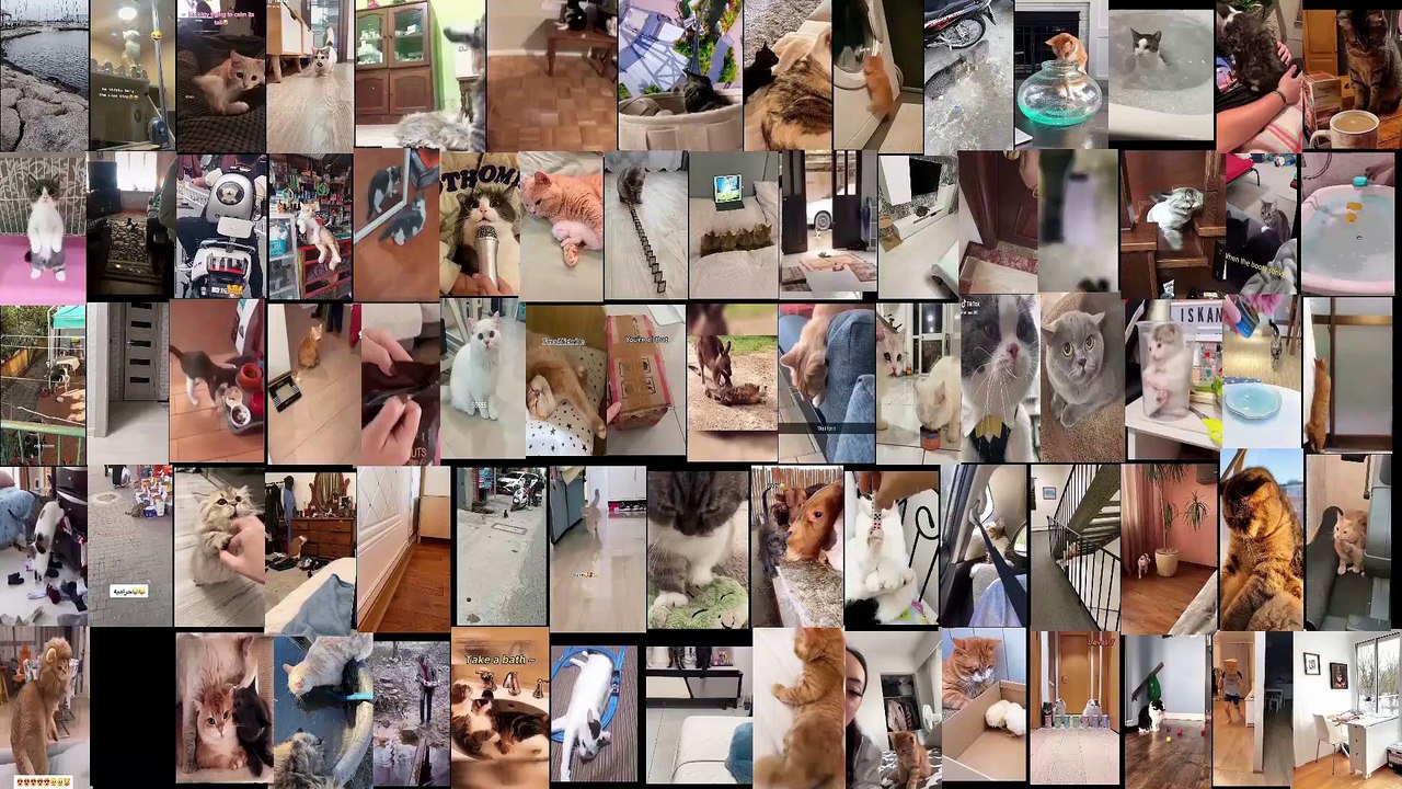 Funny moments with cats. Part 5