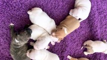 2 week old blue nose x red nose pitbull puppies