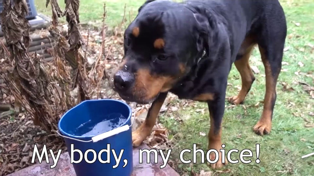 Rottweiler meets German shepherd puppy