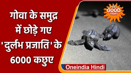 Olive Ridley: समुद्र में छोड़े गए कछुओं के 6000 से ज्यादा बच्चे | वनइंडिया हिंदी