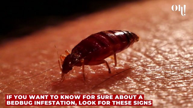 3 revolting signs you have bed bugs and how to prevent them