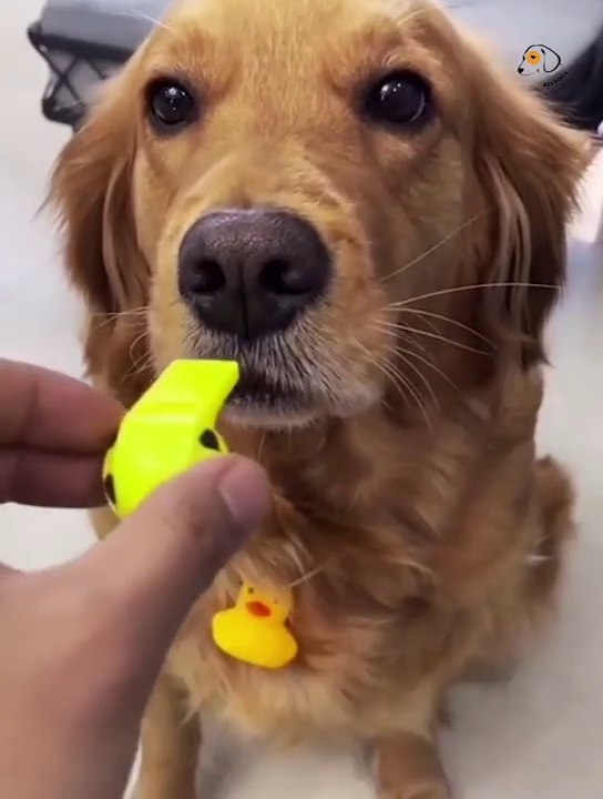 Unbelievable!!! Funny Dog Videos Try Not To Laugh Part-2