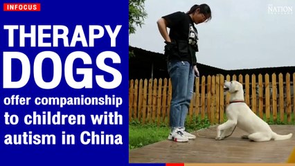 Therapy dogs offer companionship to children with autism in China | The Nation
