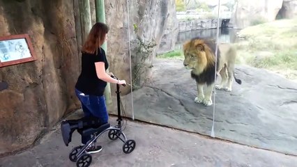 Quand un lion est intrigué par les trotinettes