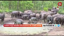 Elephant Herd seen Taking Bath and Playing in a Pond near Betanati range in Mayurbhanj District