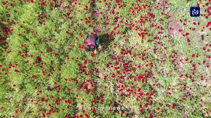 مشاهد خلابة.. الورود تتفتح في محافظة إدلب السورية